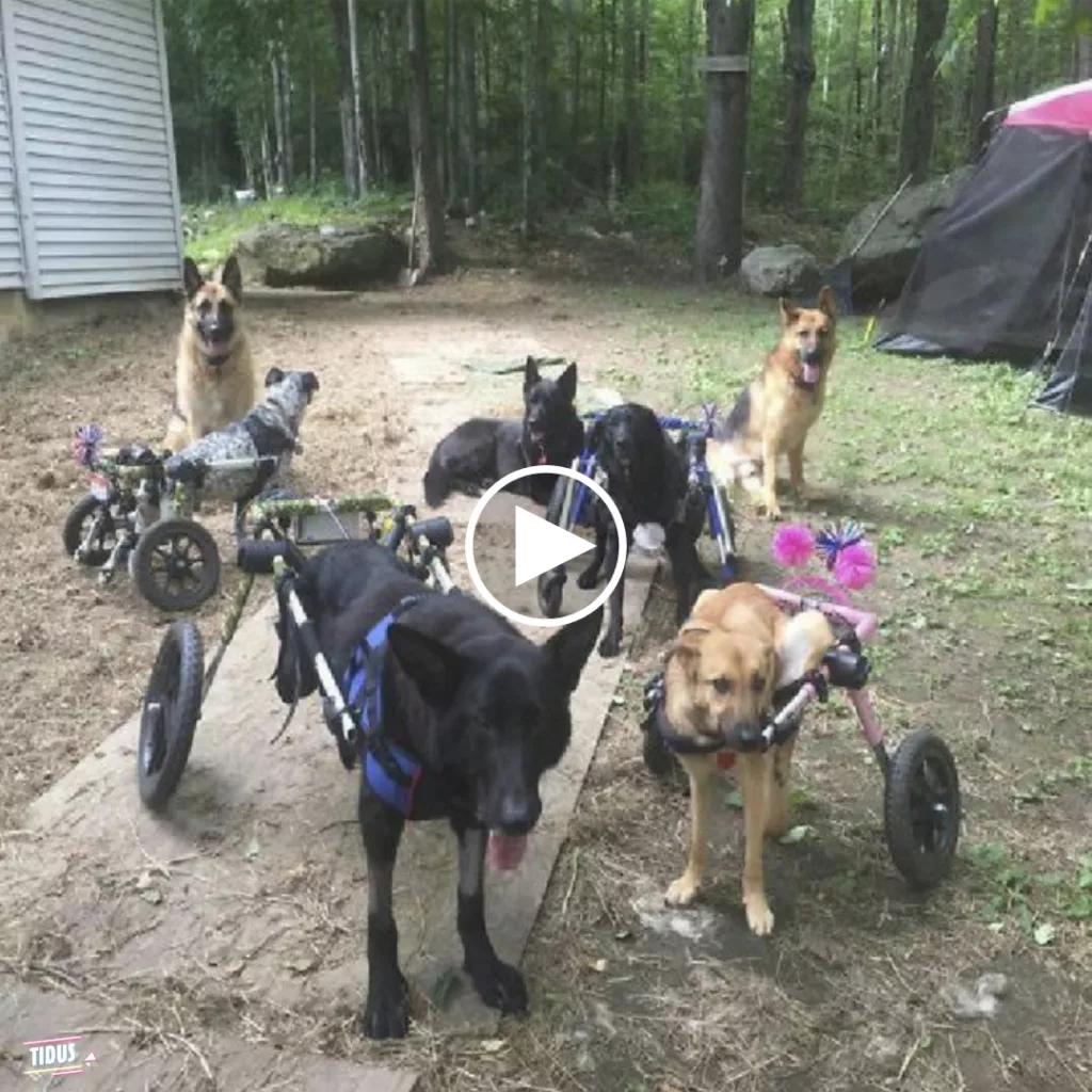 Kind woman adopted dogs and gives them the best life, celebrating the compassion of a woman who adopted multiple dogs.